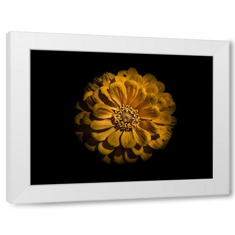 Backyard Flowers Gold 58 White Modern Wood Framed Art Print by Carson, Brian