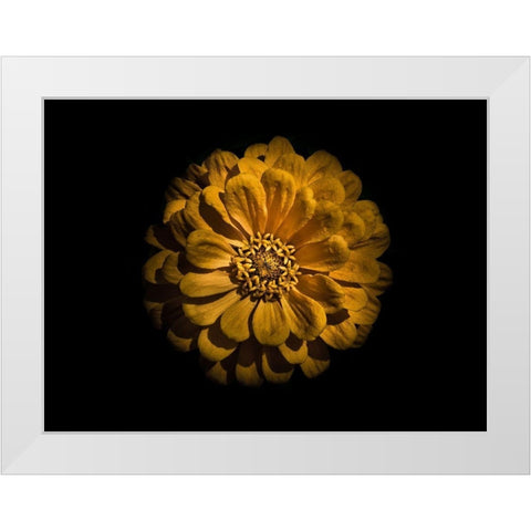 Backyard Flowers Gold 58 White Modern Wood Framed Art Print by Carson, Brian