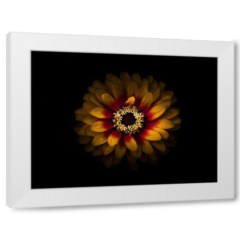 Backyard Flowers Gold 69 White Modern Wood Framed Art Print by Carson, Brian