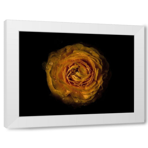 Backyard Flowers Gold 73 White Modern Wood Framed Art Print by Carson, Brian