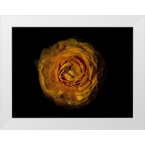 Backyard Flowers Gold 73 White Modern Wood Framed Art Print by Carson, Brian