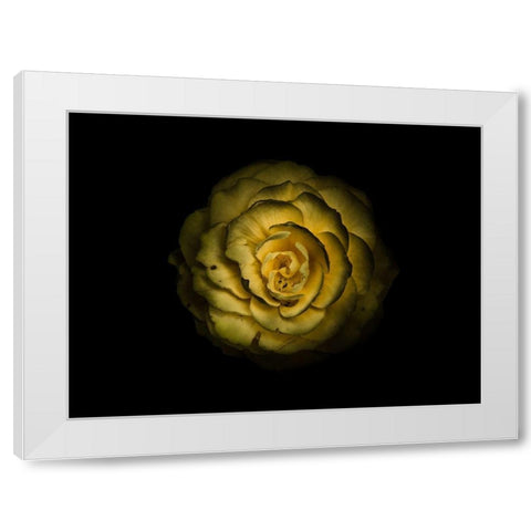 Backyard Flowers Yellow 85 White Modern Wood Framed Art Print by Carson, Brian
