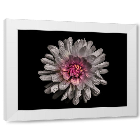 Backyard Flowers White 91 White Modern Wood Framed Art Print by Carson, Brian