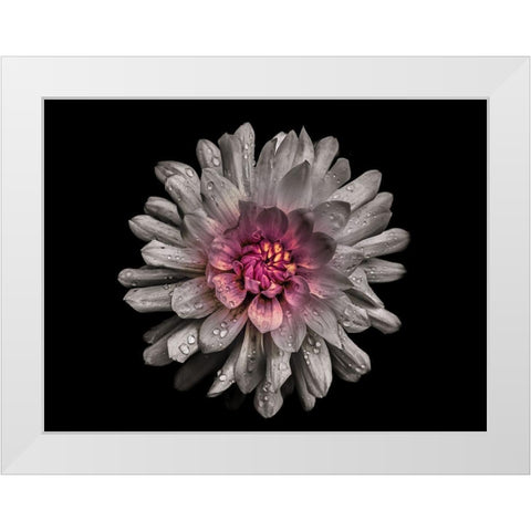 Backyard Flowers White 91 White Modern Wood Framed Art Print by Carson, Brian