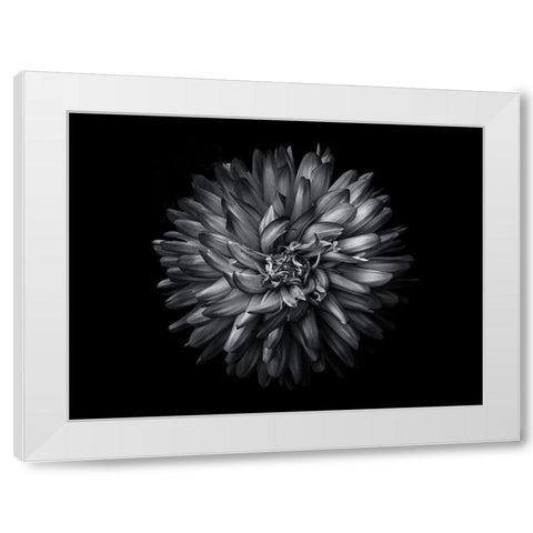 Backyard Flowers Black and White 20 White Modern Wood Framed Art Print by Carson, Brian