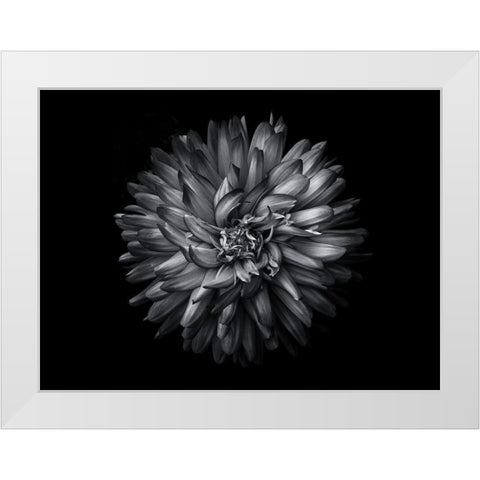 Backyard Flowers Black and White 20 White Modern Wood Framed Art Print by Carson, Brian