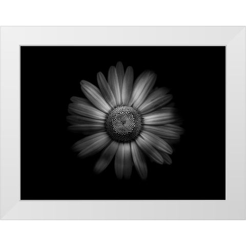 Backyard Flowers Black and White 31 White Modern Wood Framed Art Print by Carson, Brian