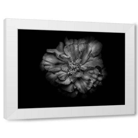 Backyard Flowers Black and White 41 White Modern Wood Framed Art Print by Carson, Brian