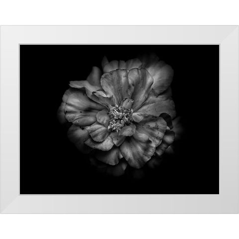 Backyard Flowers Black and White 41 White Modern Wood Framed Art Print by Carson, Brian