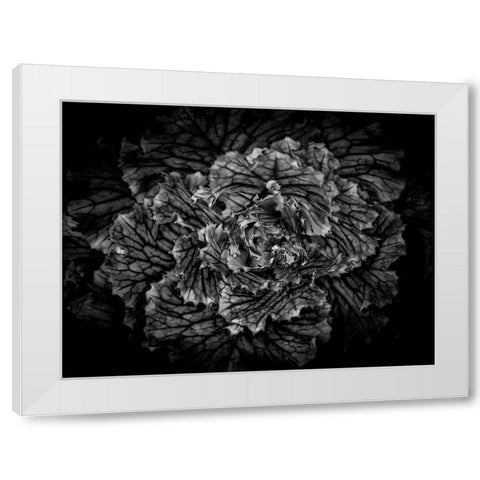 Backyard Flowers Black and White 42 White Modern Wood Framed Art Print by Carson, Brian