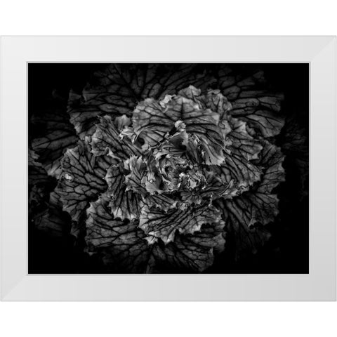Backyard Flowers Black and White 42 White Modern Wood Framed Art Print by Carson, Brian
