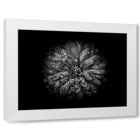 Backyard Flowers Black and White 44 White Modern Wood Framed Art Print by Carson, Brian