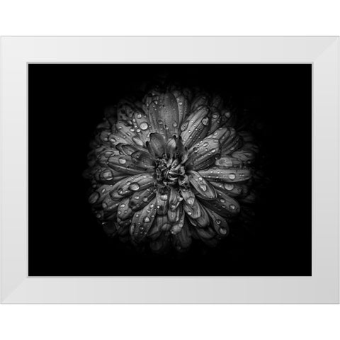 Backyard Flowers Black and White 44 White Modern Wood Framed Art Print by Carson, Brian