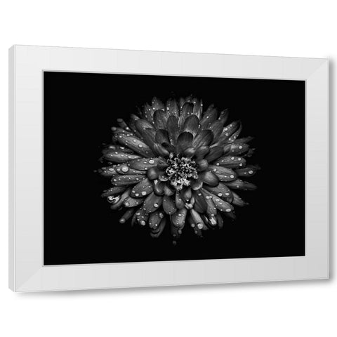 Backyard Flowers Black and White 45 White Modern Wood Framed Art Print by Carson, Brian