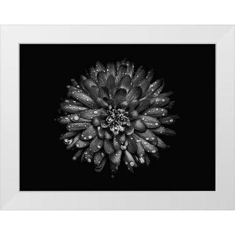 Backyard Flowers Black and White 45 White Modern Wood Framed Art Print by Carson, Brian
