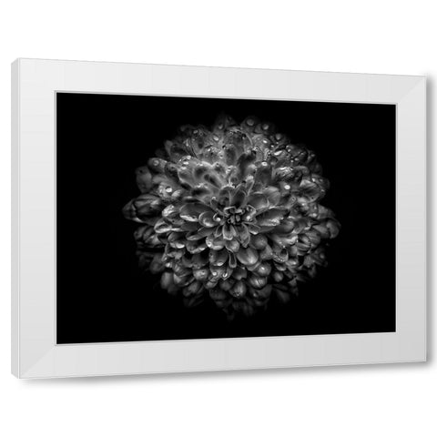 Backyard Flowers Black and White 46 White Modern Wood Framed Art Print by Carson, Brian