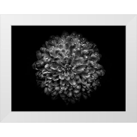 Backyard Flowers Black and White 46 White Modern Wood Framed Art Print by Carson, Brian