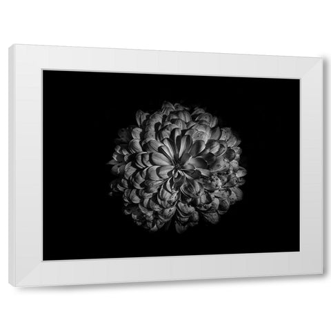 Backyard Flowers Black and White 48 White Modern Wood Framed Art Print by Carson, Brian