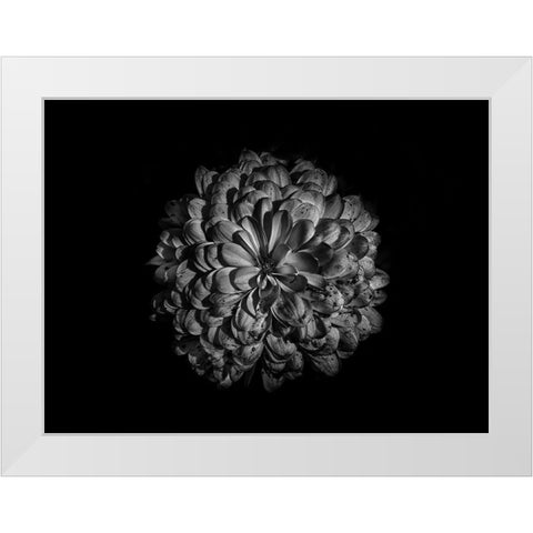 Backyard Flowers Black and White 48 White Modern Wood Framed Art Print by Carson, Brian