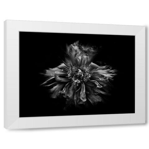 Backyard Flowers Black and White 49 White Modern Wood Framed Art Print by Carson, Brian