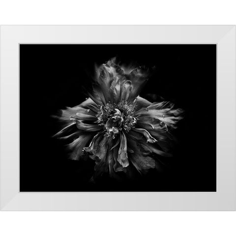 Backyard Flowers Black and White 49 White Modern Wood Framed Art Print by Carson, Brian