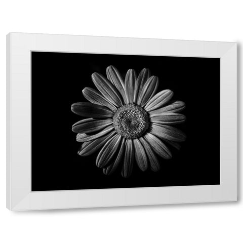 Backyard Flowers Black and White 52 White Modern Wood Framed Art Print by Carson, Brian