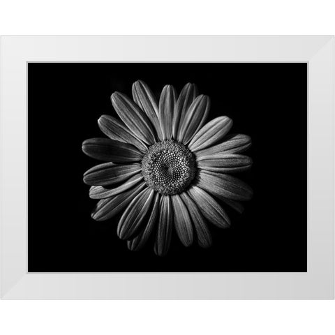 Backyard Flowers Black and White 52 White Modern Wood Framed Art Print by Carson, Brian