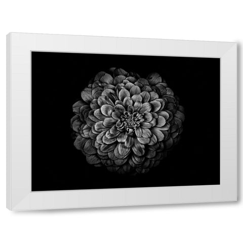 Backyard Flowers Black and White 54 White Modern Wood Framed Art Print by Carson, Brian