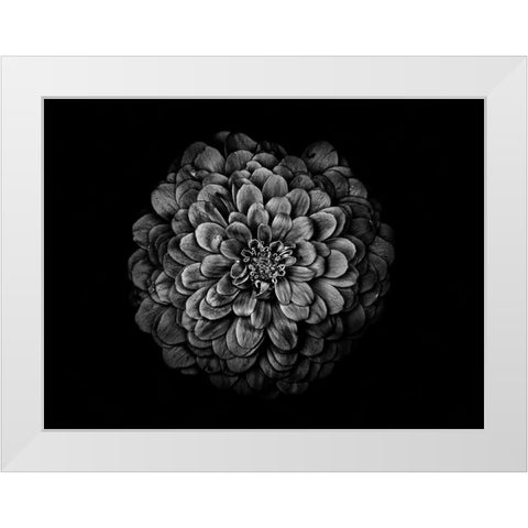 Backyard Flowers Black and White 54 White Modern Wood Framed Art Print by Carson, Brian