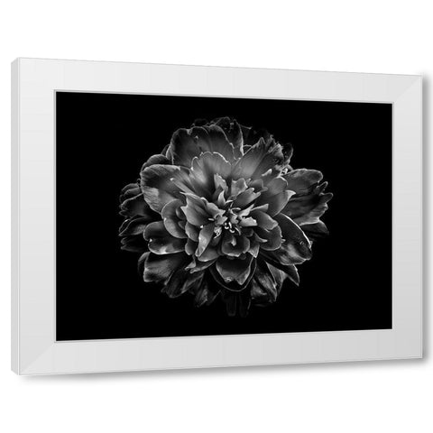 Backyard Flowers Black and White 55 White Modern Wood Framed Art Print by Carson, Brian