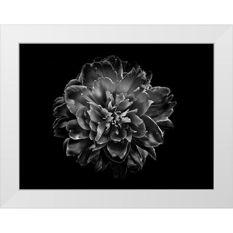 Backyard Flowers Black and White 55 White Modern Wood Framed Art Print by Carson, Brian