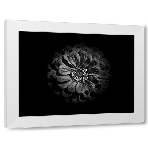 Backyard Flowers Black and White 58 White Modern Wood Framed Art Print by Carson, Brian