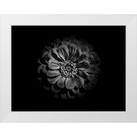Backyard Flowers Black and White 58 White Modern Wood Framed Art Print by Carson, Brian