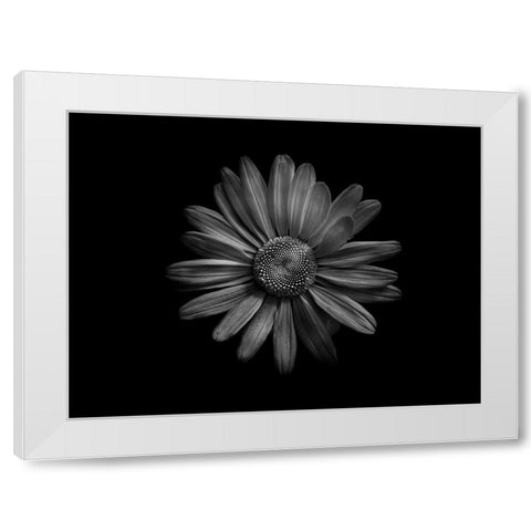 Backyard Flowers Black and White 60 White Modern Wood Framed Art Print by Carson, Brian