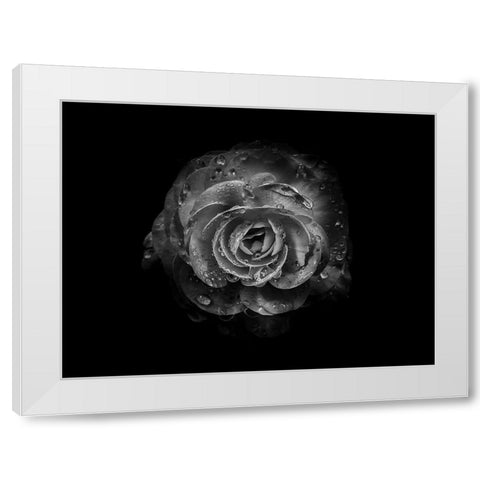 Backyard Flowers Black and White 64 White Modern Wood Framed Art Print by Carson, Brian