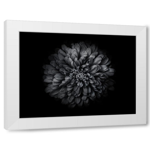 Backyard Flowers Black and White 68 White Modern Wood Framed Art Print by Carson, Brian