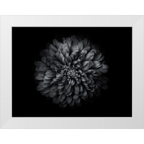 Backyard Flowers Black and White 68 White Modern Wood Framed Art Print by Carson, Brian