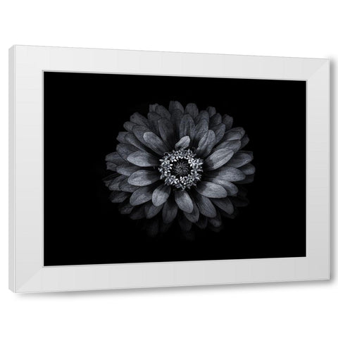Backyard Flowers Black and White 69 White Modern Wood Framed Art Print by Carson, Brian