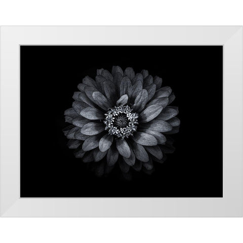 Backyard Flowers Black and White 69 White Modern Wood Framed Art Print by Carson, Brian
