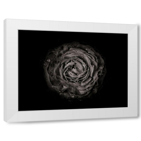 Backyard Flowers Black and White 73 White Modern Wood Framed Art Print by Carson, Brian