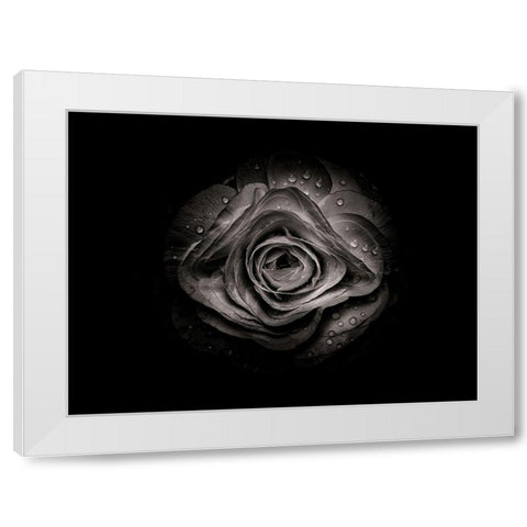 Backyard Flowers Black and White 74 White Modern Wood Framed Art Print by Carson, Brian