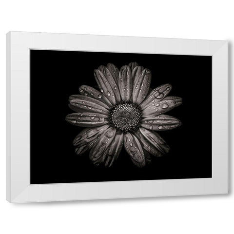 Backyard Flowers Black and White 78 White Modern Wood Framed Art Print by Carson, Brian