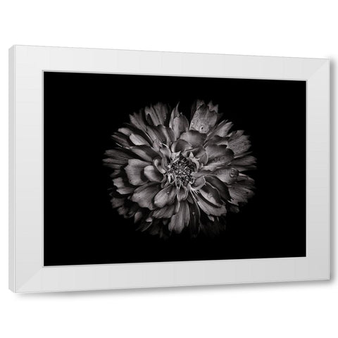 Backyard Flowers Black and White 79 White Modern Wood Framed Art Print by Carson, Brian