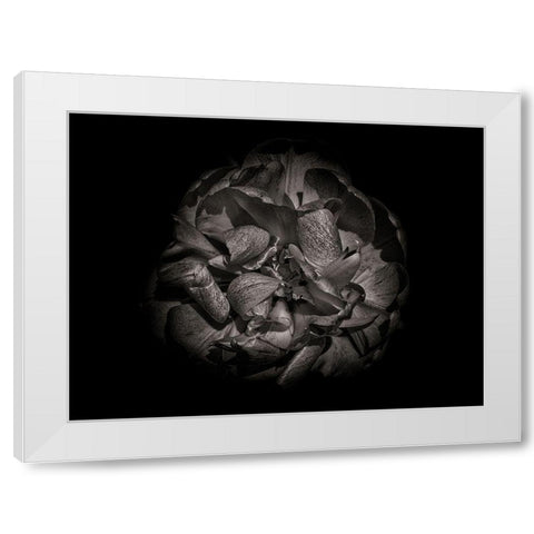 Backyard Flowers Black and White 80 White Modern Wood Framed Art Print by Carson, Brian