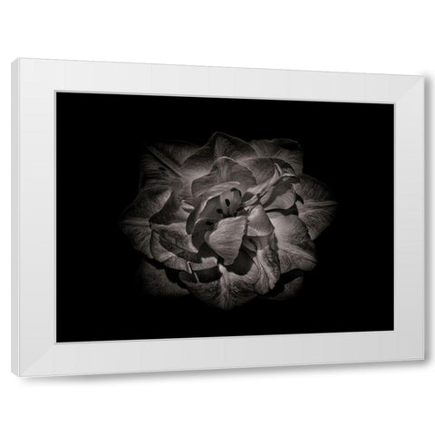 Backyard Flowers Black and White 81 White Modern Wood Framed Art Print by Carson, Brian