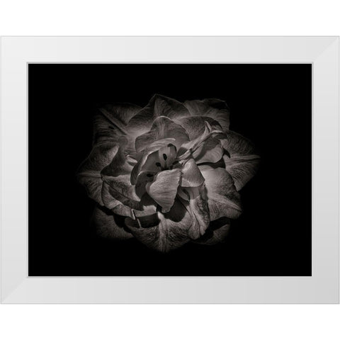 Backyard Flowers Black and White 81 White Modern Wood Framed Art Print by Carson, Brian