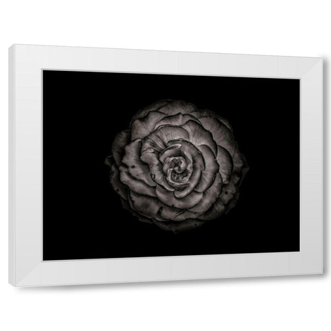 Backyard Flowers Black and White 85 White Modern Wood Framed Art Print by Carson, Brian