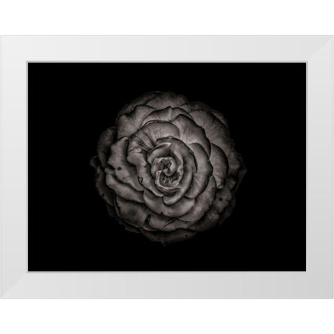 Backyard Flowers Black and White 85 White Modern Wood Framed Art Print by Carson, Brian