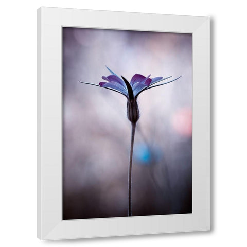 Sylvidra White Modern Wood Framed Art Print by Bravin, Fabien