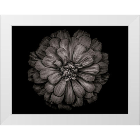 Backyard Flowers Black and White 86 White Modern Wood Framed Art Print by Carson, Brian